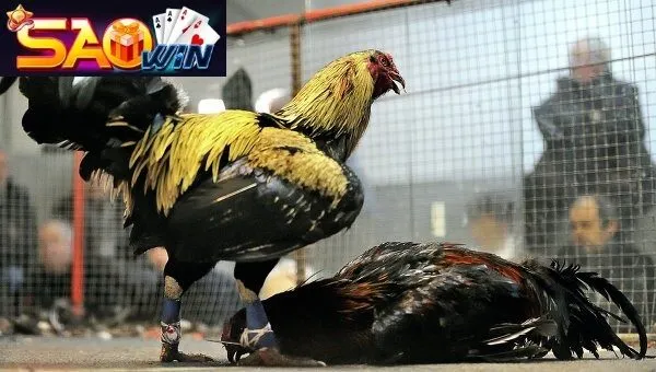 Đá gà tại Saowin có uy tín không?